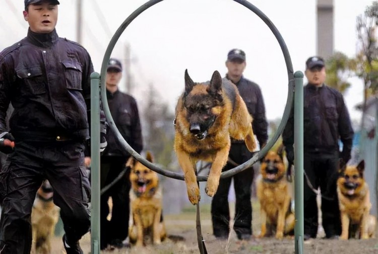 德国牧羊犬这么“优秀”，哪个铲屎官不喜欢呢？