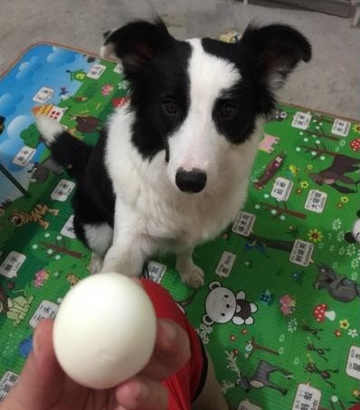 边境牧羊犬适合吃的四种食物拿走不谢！