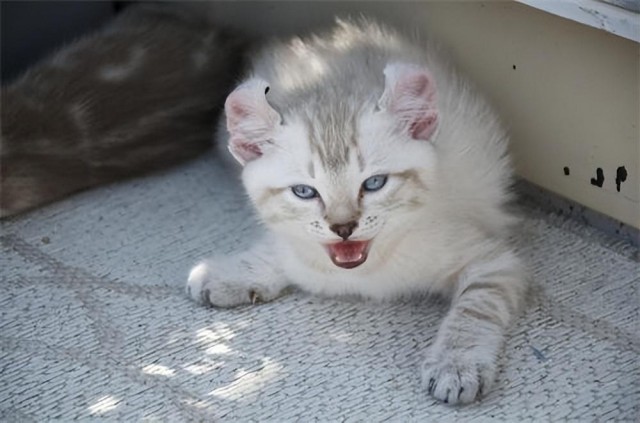 生产后的猫咪有诸多创伤你有好好照顾吗