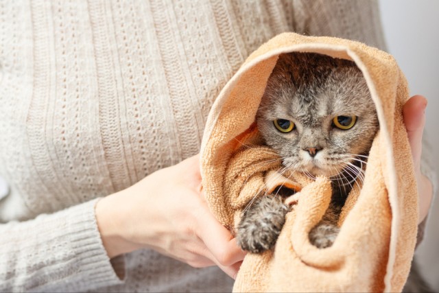 猫咪抑郁的几大症状看完快陪陪它