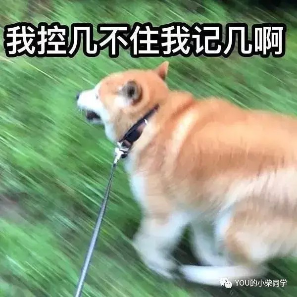 如何训练柴犬捡玩具