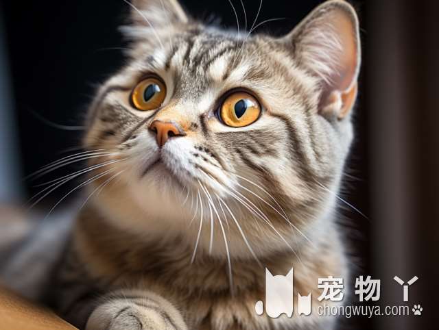 为什么乐清妞妞家的猫撸猫洗护售卖生活馆没有一个差评？